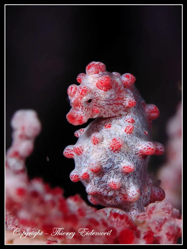 Anilao Macro Dive Media Highlight